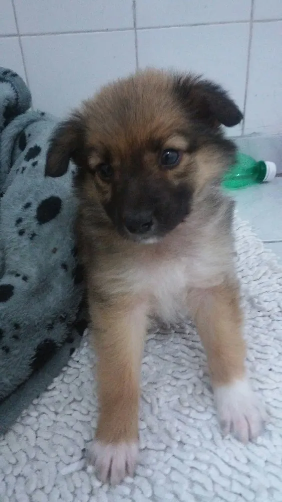 Cachorro ra a Srd idade Abaixo de 2 meses nome Sem nome ainda