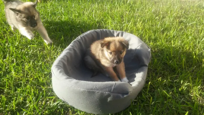 Cachorro ra a Srd idade Abaixo de 2 meses nome Sem nome ainda