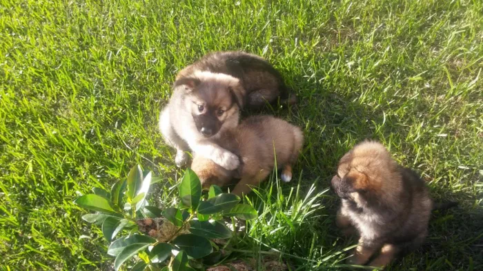 Cachorro ra a Srd idade Abaixo de 2 meses nome Sem nome ainda