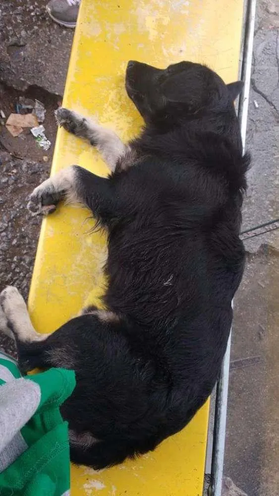 Cachorro ra a  idade  nome Não sei