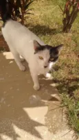 Minguinha