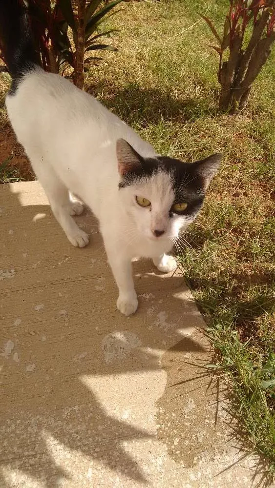 Gato ra a Srd idade 1 ano nome Minguinha