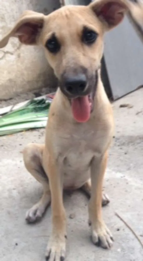 Cachorro ra a Vira lata idade 2 a 6 meses nome Vinícius