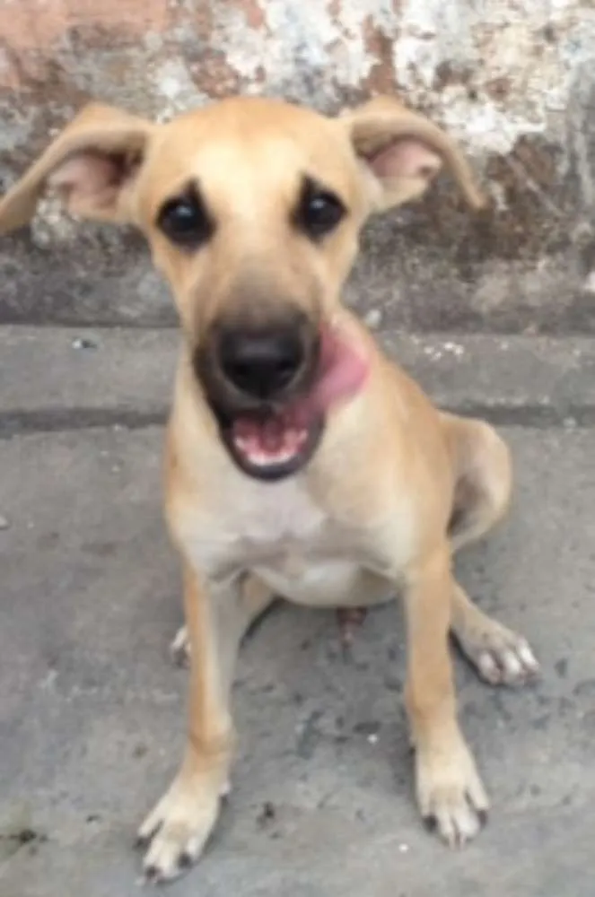 Cachorro ra a Vira lata idade 2 a 6 meses nome Vinícius