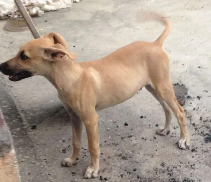 Cachorro ra a Vira lata idade 2 a 6 meses nome Vinícius