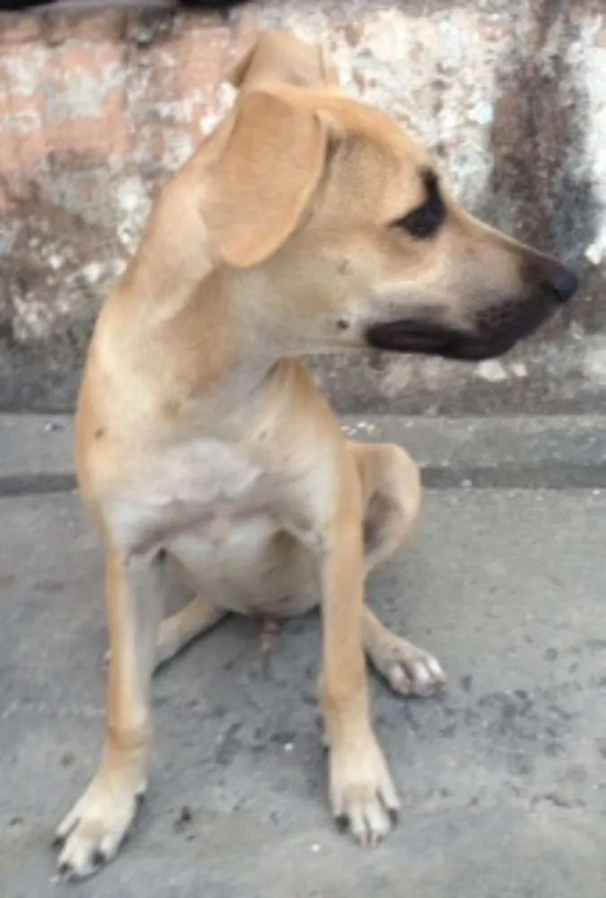 Cachorro ra a Vira lata idade 2 a 6 meses nome Vinícius