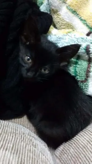 Gato raça Vira lata idade Abaixo de 2 meses nome Sem nome 