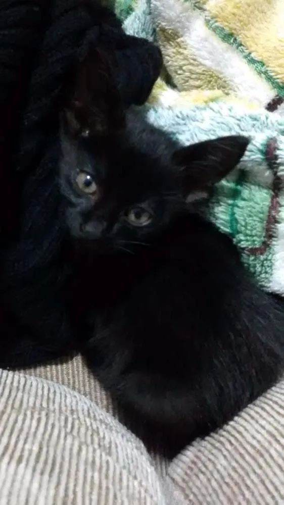Gato ra a Vira lata idade Abaixo de 2 meses nome Sem nome 