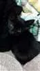 Gato raça Vira lata idade Abaixo de 2 meses nome Sem nome 