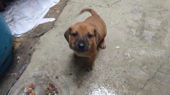 Cachorro ra a Basset com srd idade 2 a 6 meses nome Sem nome