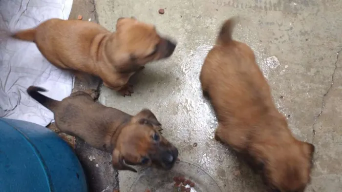 Cachorro ra a Basset com srd idade 2 a 6 meses nome Sem nome