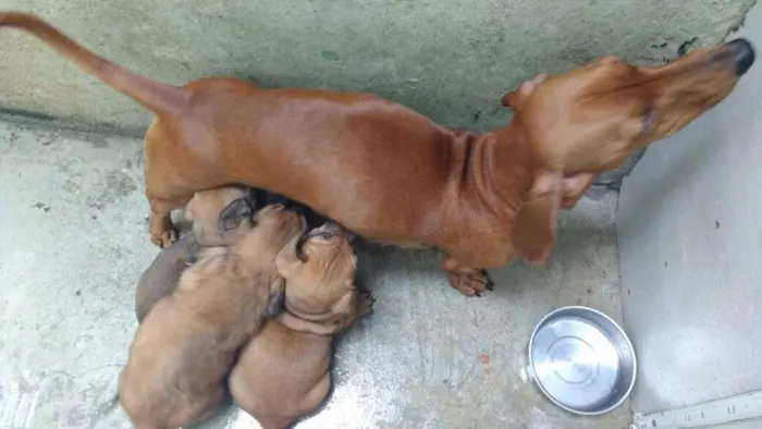 Cachorro ra a Basset com srd idade 2 a 6 meses nome Sem nome