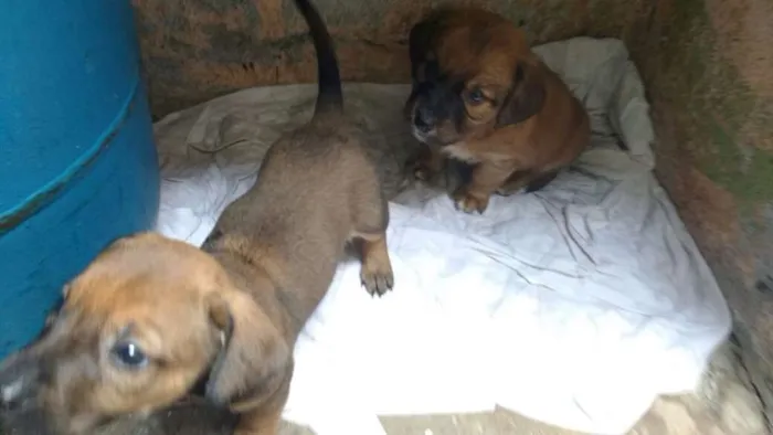 Cachorro ra a Basset com srd idade 2 a 6 meses nome Sem nome