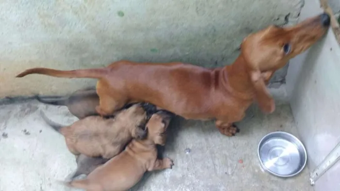 Cachorro ra a Basset com srd idade 2 a 6 meses nome Sem nome
