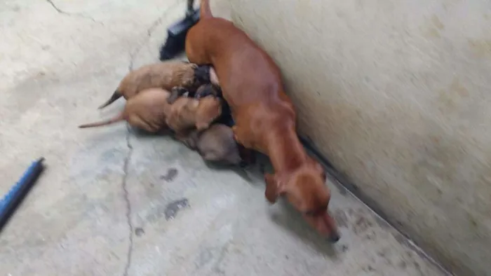 Cachorro ra a Basset com srd idade 2 a 6 meses nome Sem nome