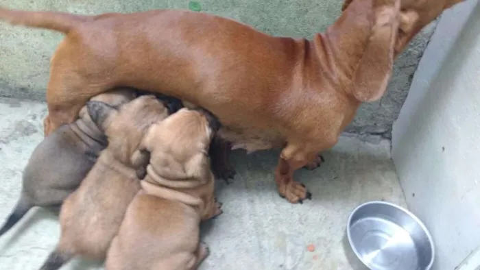 Cachorro ra a Basset com srd idade 2 a 6 meses nome Sem nome