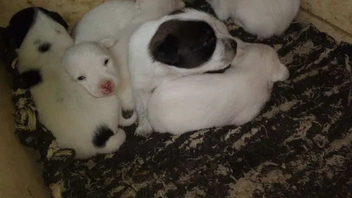 Cachorro raça Vira lata  idade Abaixo de 2 meses nome Não tem nome ainda