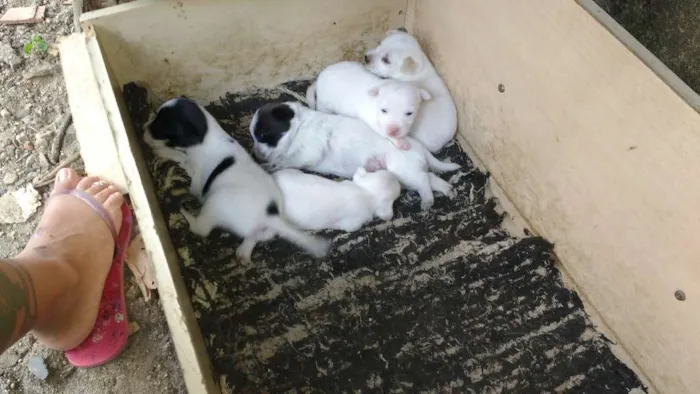 Cachorro raça Vira lata  idade Abaixo de 2 meses nome Não tem nome ainda