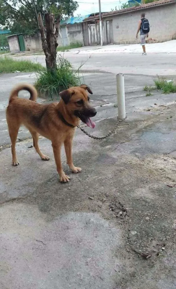 Cachorro raça Viralata idade 1 ano nome Mel