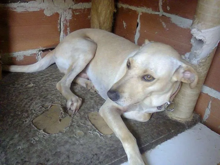 Cachorro ra a SRD idade 2 anos nome guga