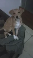 Belinha