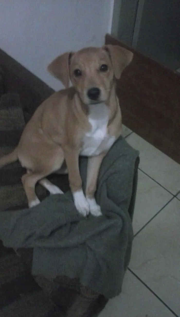 Cachorro ra a coker com salsicha idade 2 a 6 meses nome Belinha
