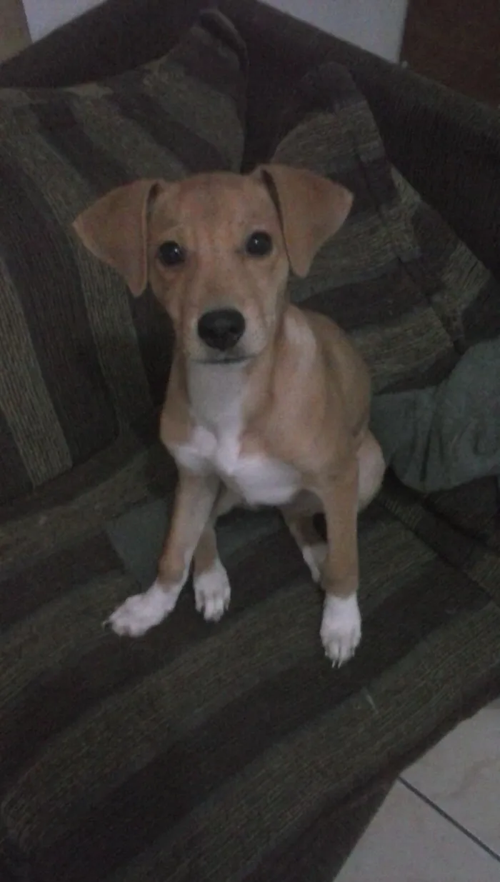 Cachorro ra a coker com salsicha idade 2 a 6 meses nome Belinha