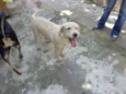 melzinha
