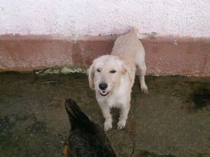 Cachorro ra a SRD idade 2 anos nome melzinha