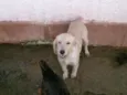 melzinha