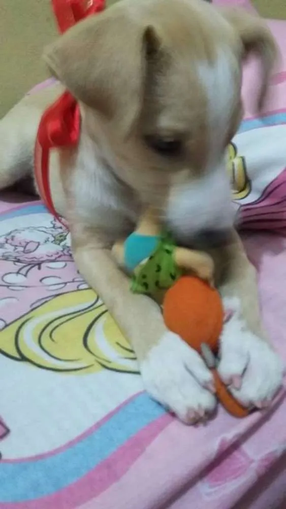 Cachorro ra a SRD idade 2 a 6 meses nome SEM NOME
