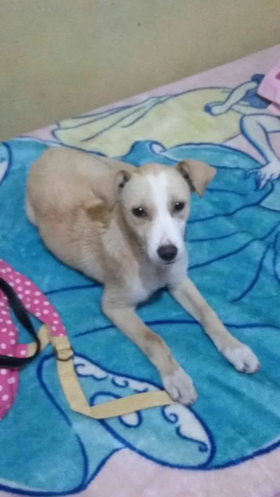Cachorro ra a SRD idade 2 a 6 meses nome SEM NOME