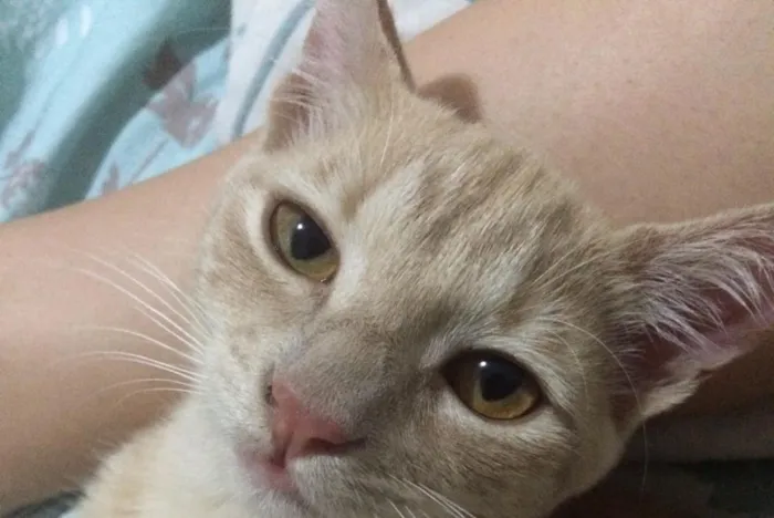 Gato ra a Sem raça definida idade 2 a 6 meses nome Periquito GRATIFICA