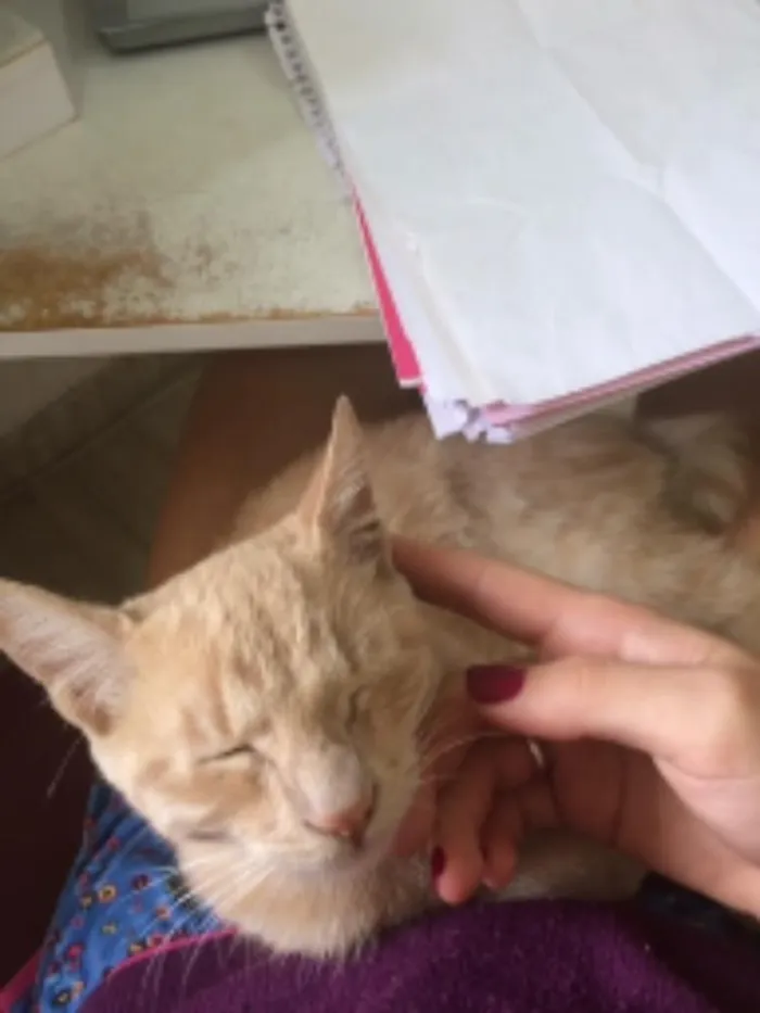 Gato ra a Sem raça definida idade 2 a 6 meses nome Periquito GRATIFICA