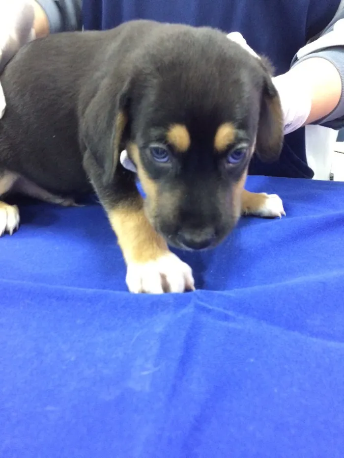 Cachorro ra a SRD idade Abaixo de 2 meses nome Danone 