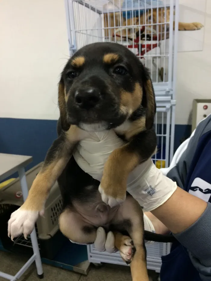 Cachorro ra a SRD idade Abaixo de 2 meses nome Danone 