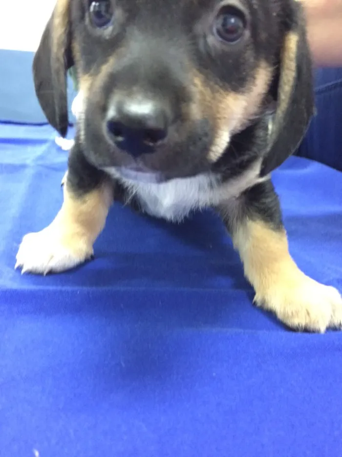 Cachorro ra a SRD idade Abaixo de 2 meses nome Danone 