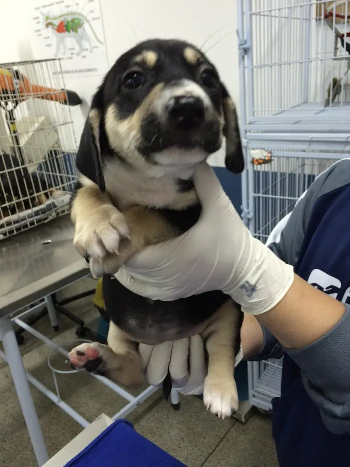 Cachorro ra a SRD idade Abaixo de 2 meses nome Kinder