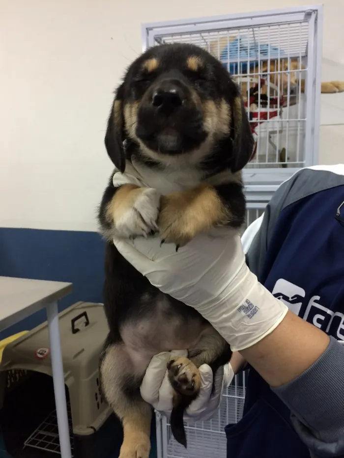 Cachorro ra a SRD idade Abaixo de 2 meses nome Nutella 