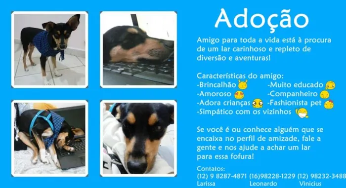 Cachorro ra a Vira-latas idade 2 anos nome Pitoco