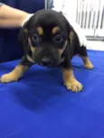 Mabel