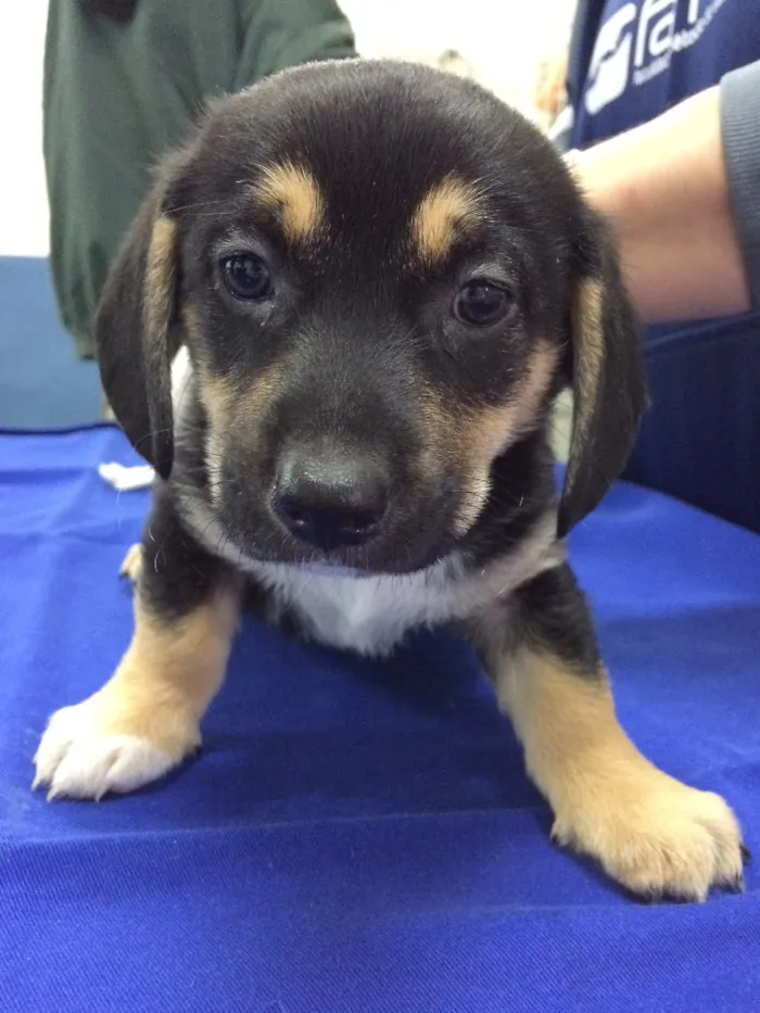 Cachorro ra a SRD idade Abaixo de 2 meses nome Trackinas 