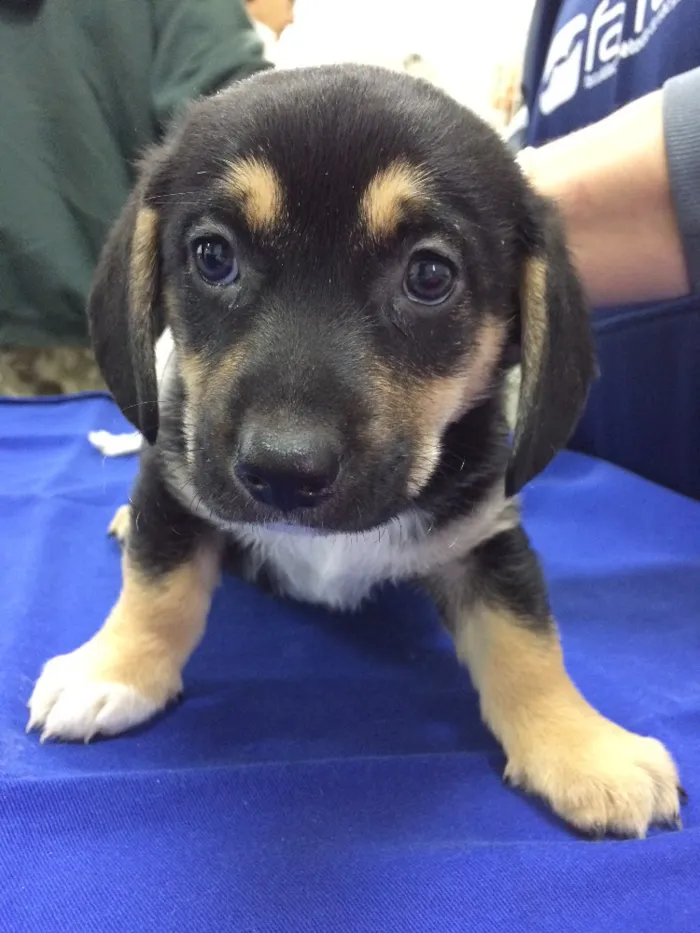 Cachorro ra a SRD idade Abaixo de 2 meses nome Trackinas 