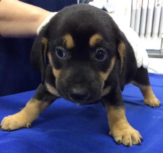 Cachorro ra a SRD idade Abaixo de 2 meses nome Mabel