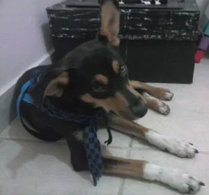 Cachorro raça Vira-latas idade 2 anos nome Pitoco