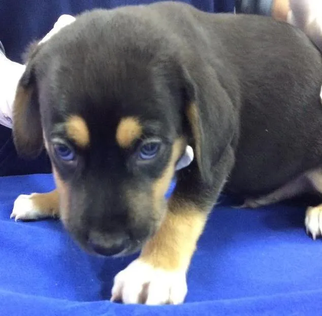 Cachorro ra a SRD idade Abaixo de 2 meses nome Danone 