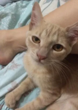 Gato raça Sem raça definida idade 2 a 6 meses nome Periquito GRATIFICA