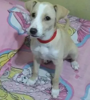 Cachorro raça SRD idade 2 a 6 meses nome SEM NOME