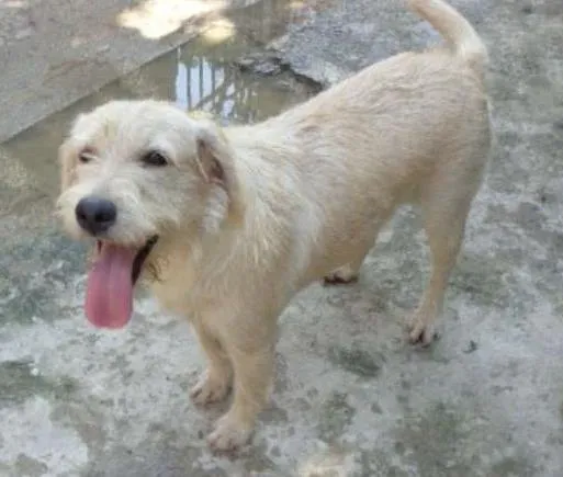 Cachorro ra a SRD idade 2 anos nome melzinha