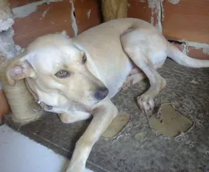 Cachorro raça SRD idade 2 anos nome guga